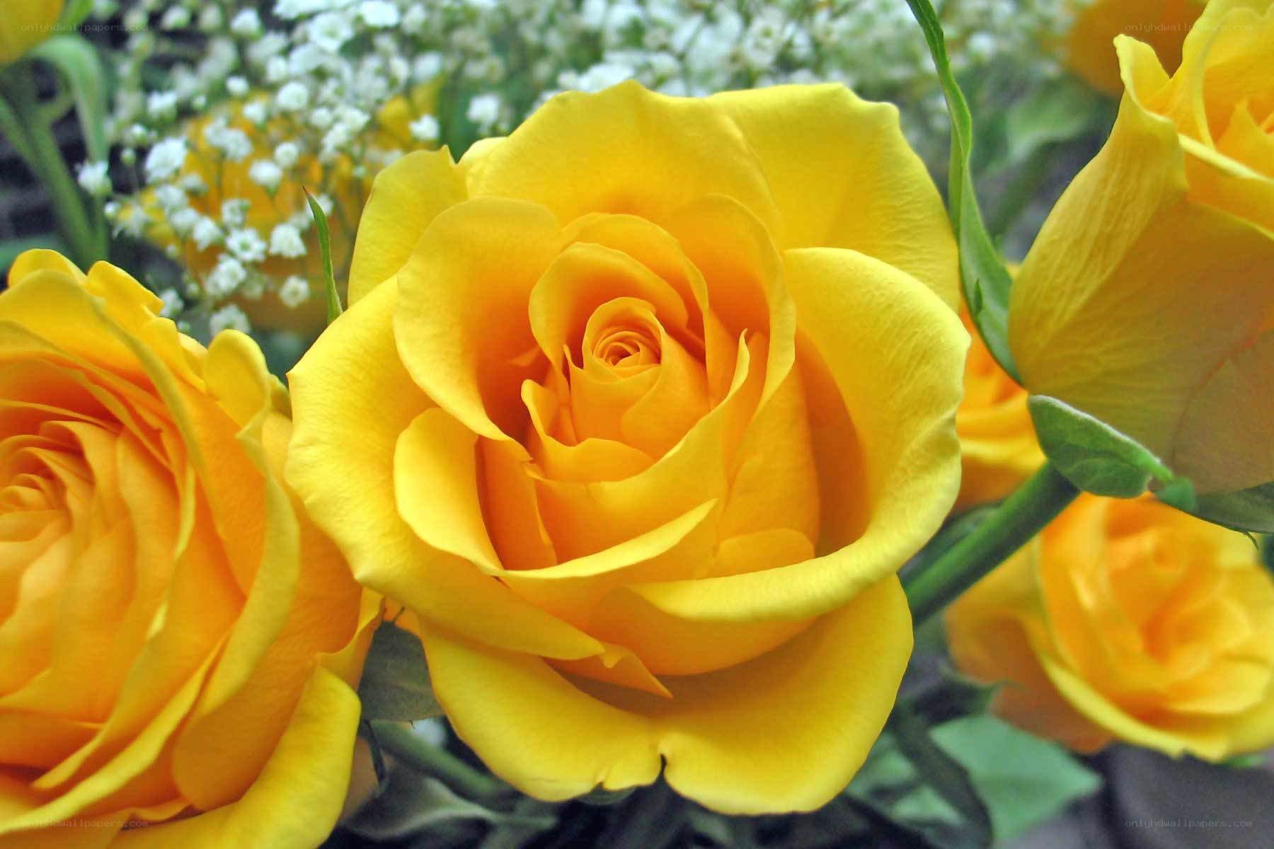 Yellow roses in bloom