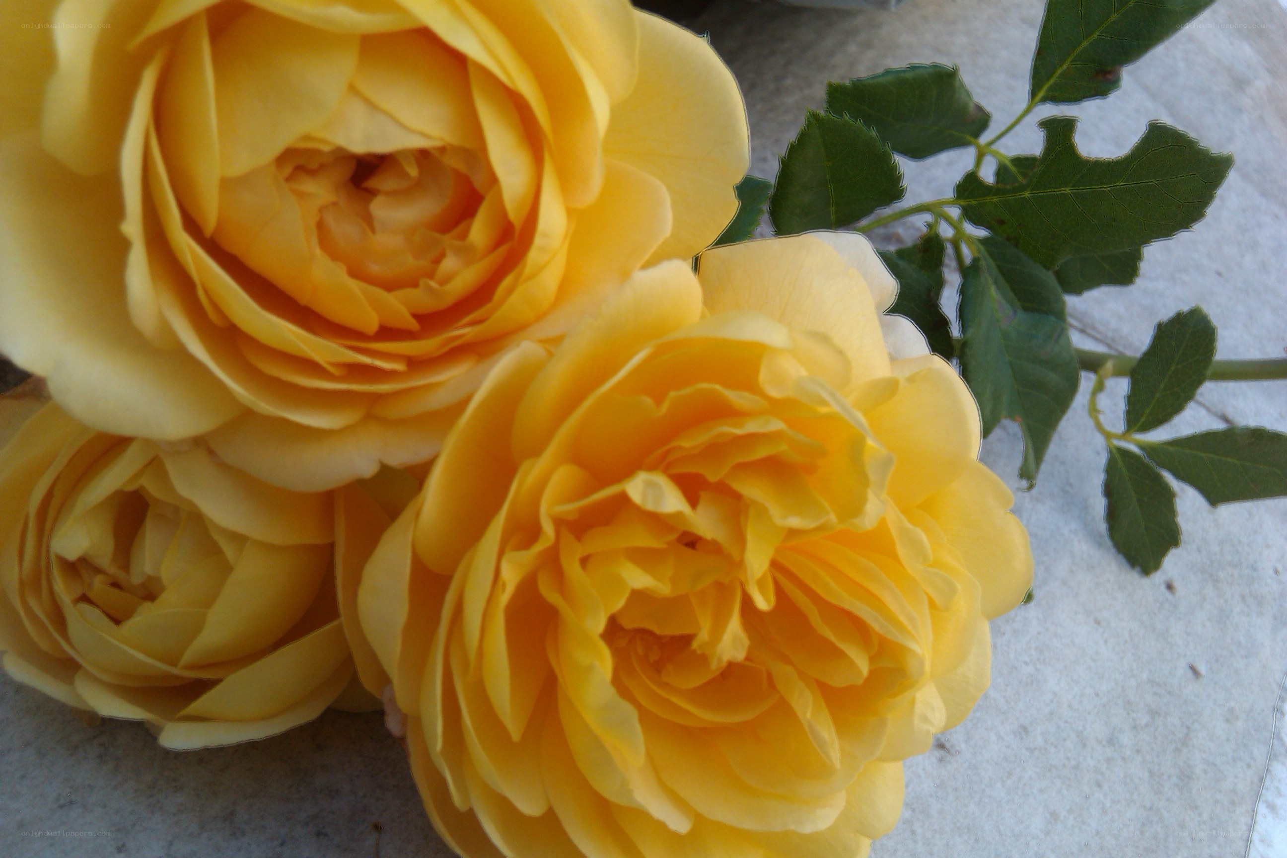 Yellow roses in bloom