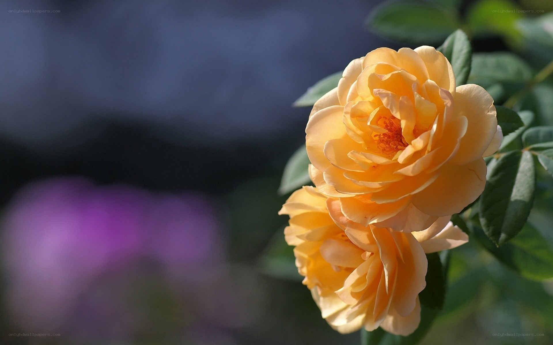 Yellow roses in bloom
