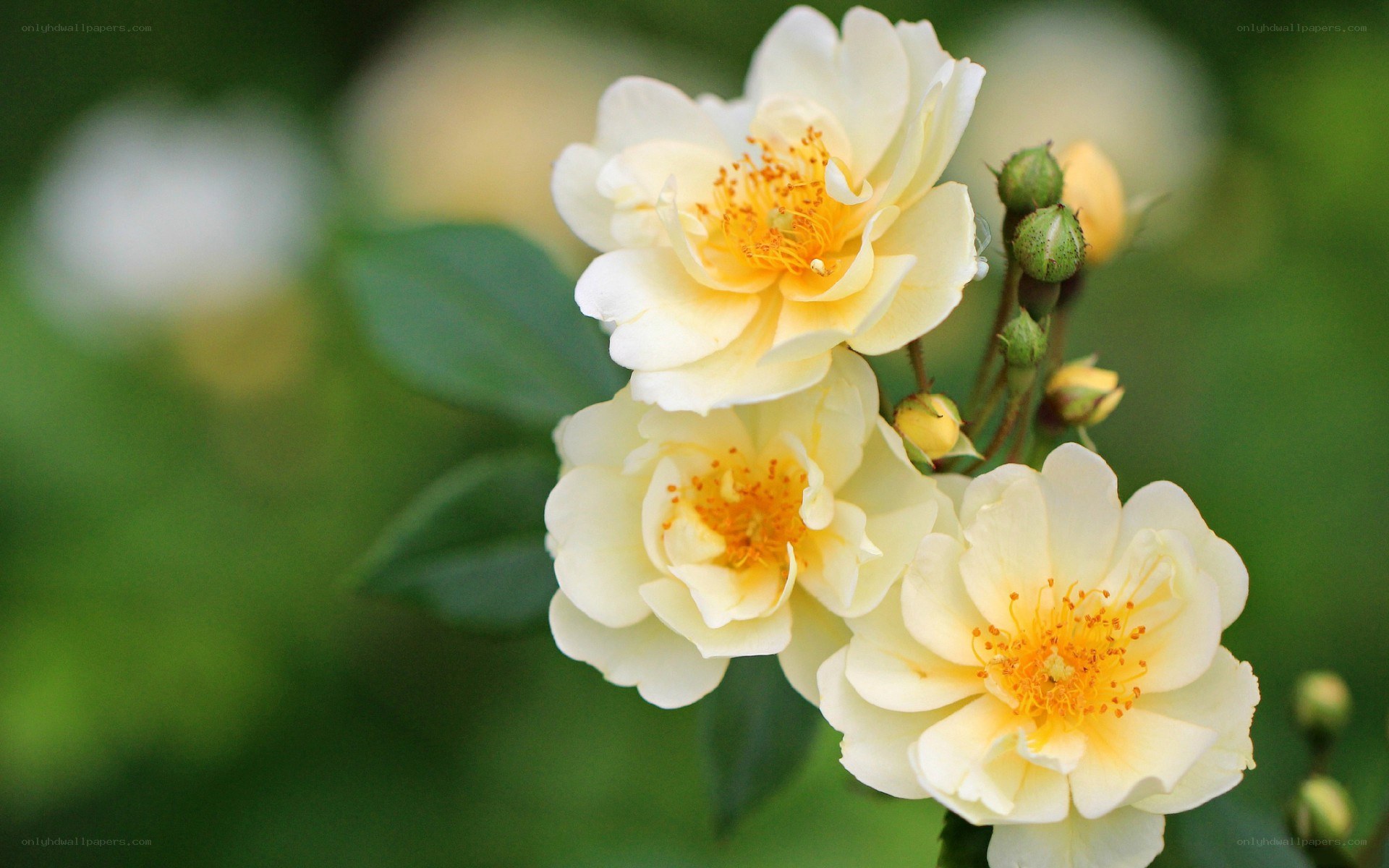 yellow roses in bloom