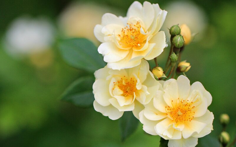 yellow roses in bloom