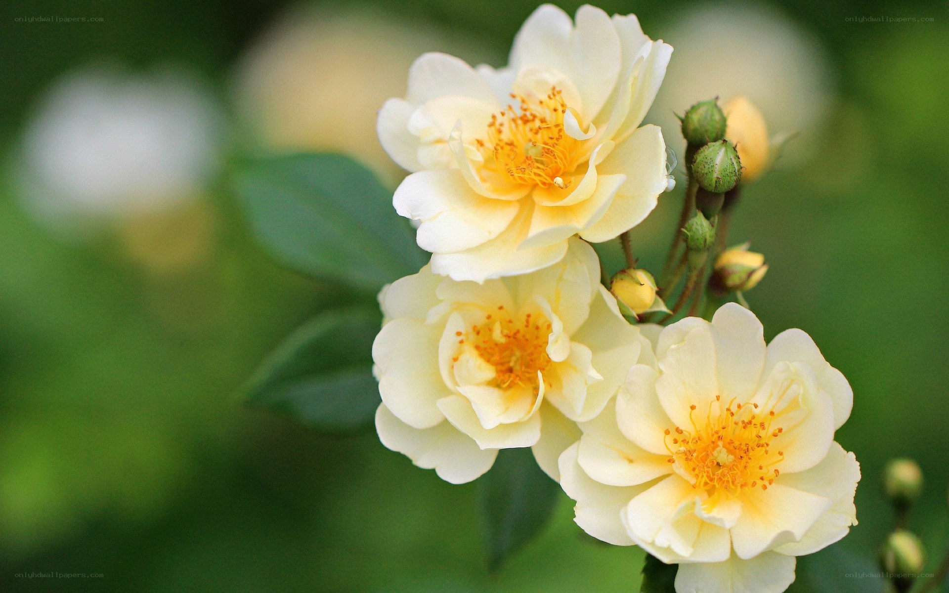 yellow roses in bloom