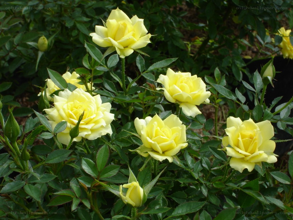 yellow roses in bloom