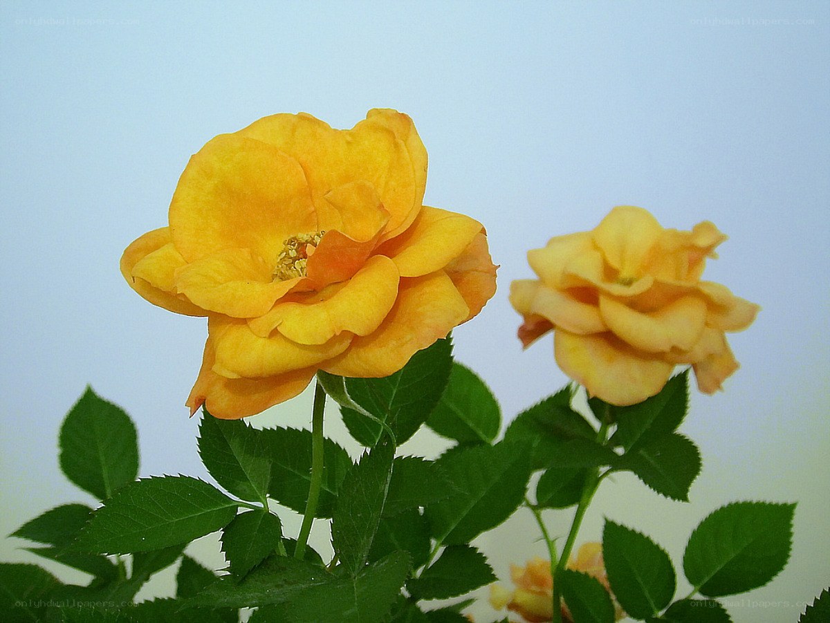 Yellow roses in bloom