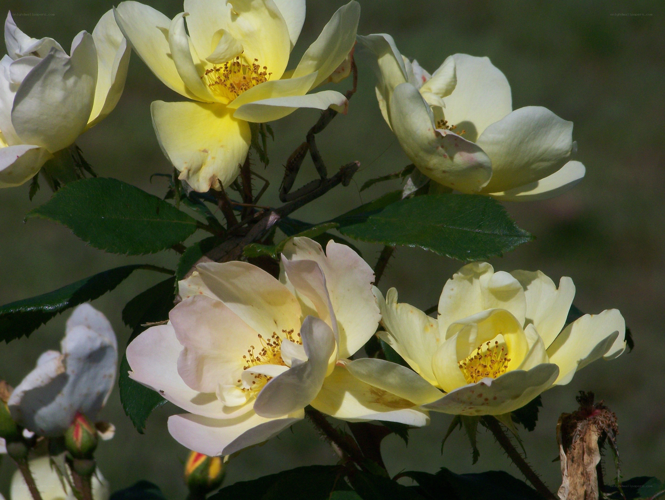 yellow roses in bloom