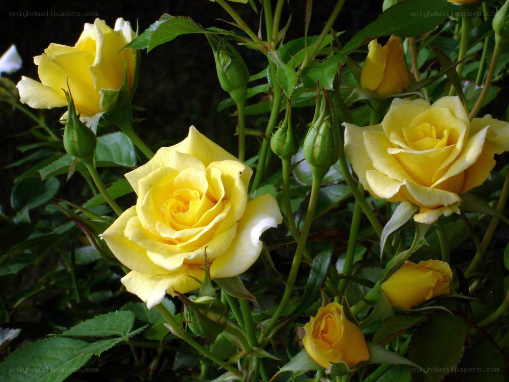 Yellow roses in bloom