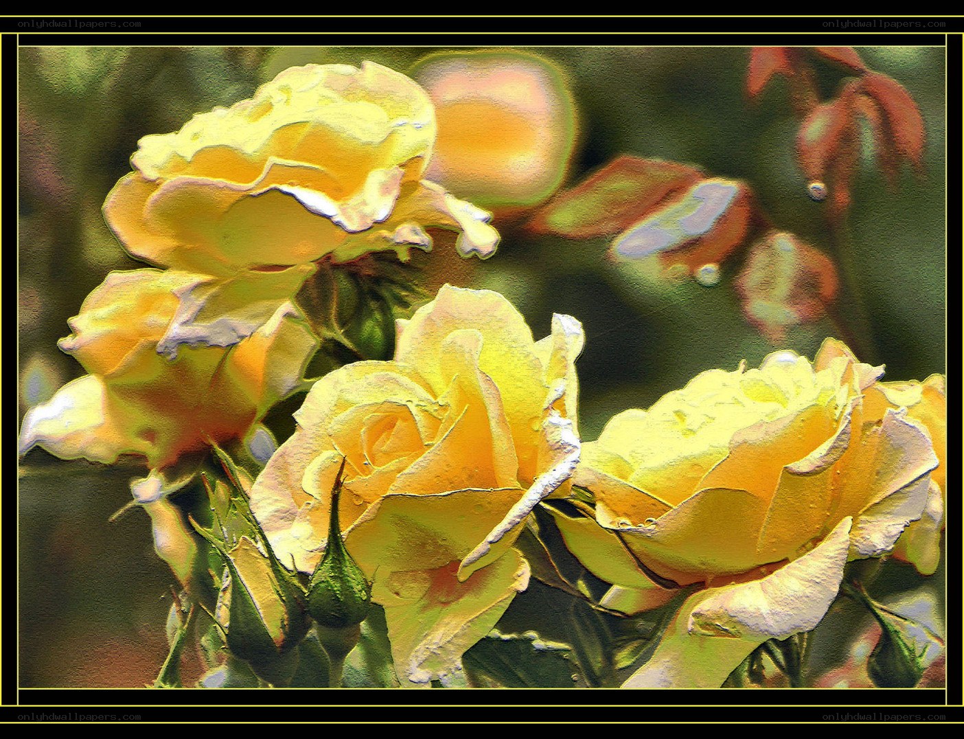 Yellow roses in bloom