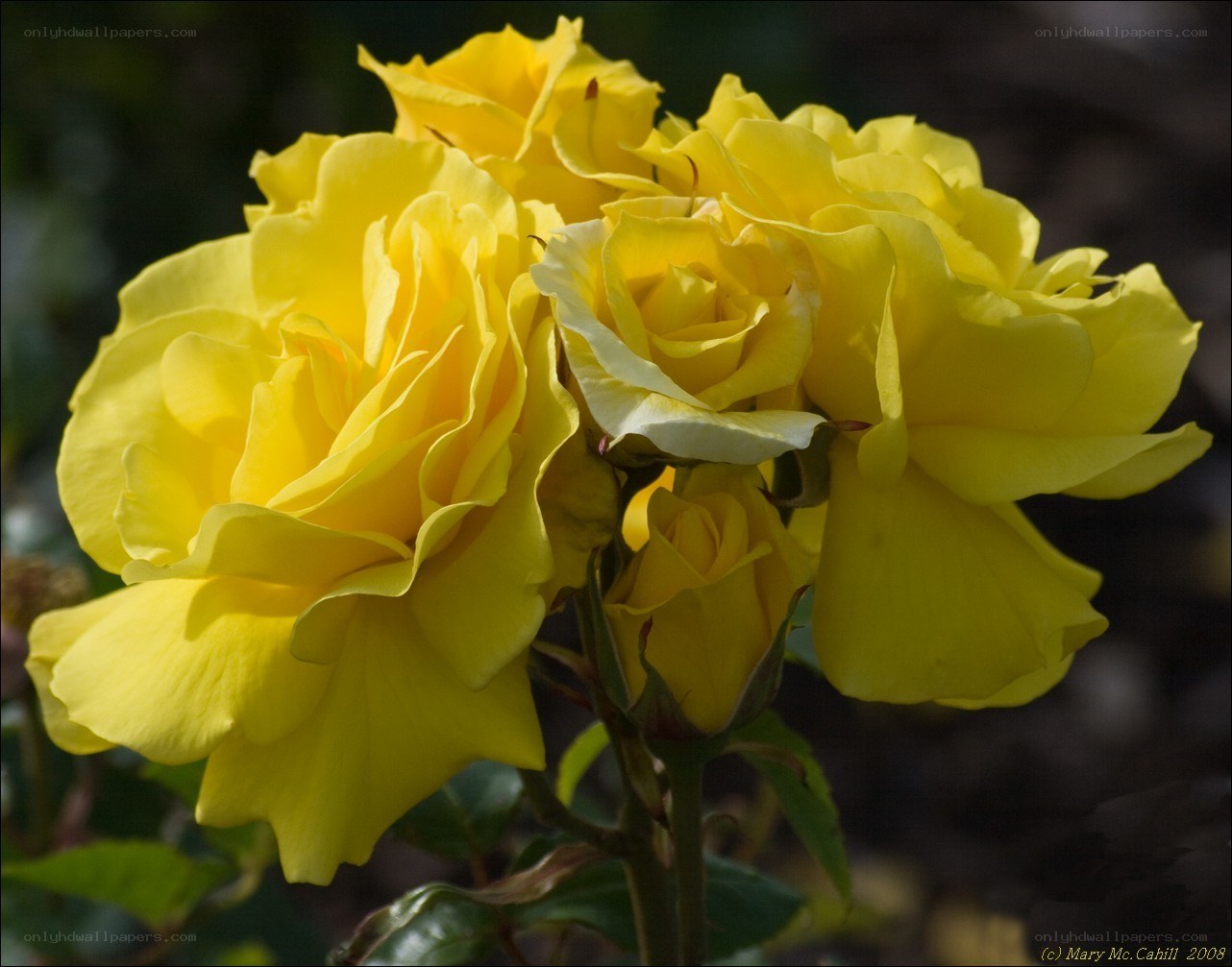 Yellow roses in bloom