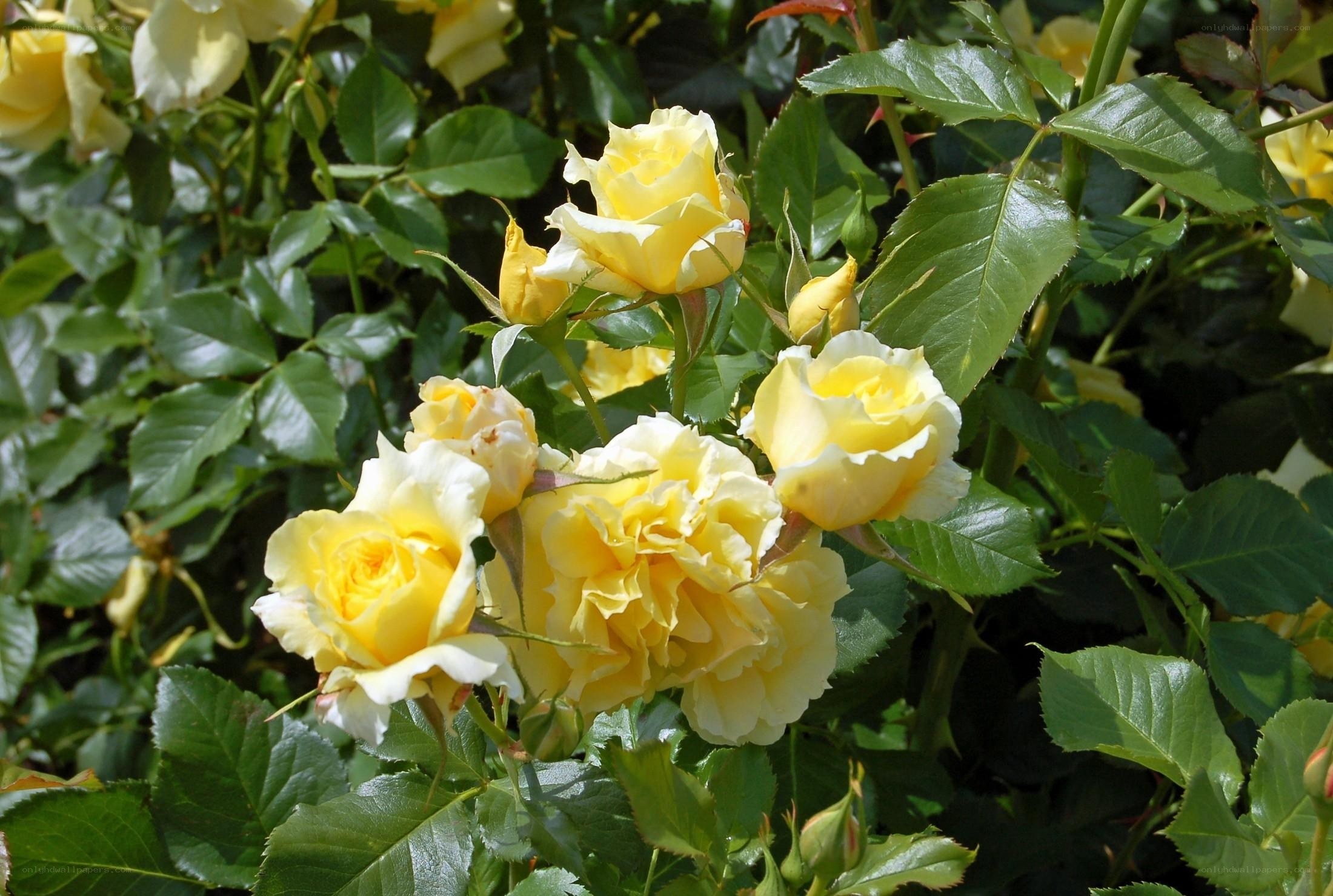 Yellow roses in bloom