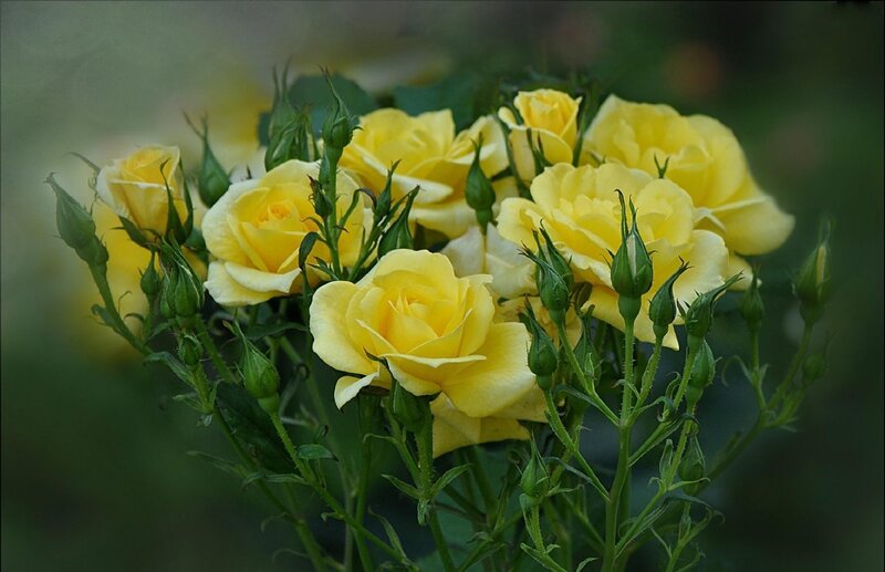 Yellow roses in bloom