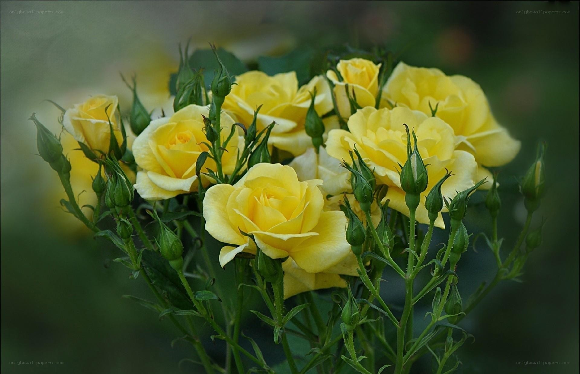 Yellow roses in bloom