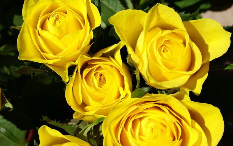Yellow Roses in Bloom — Bright