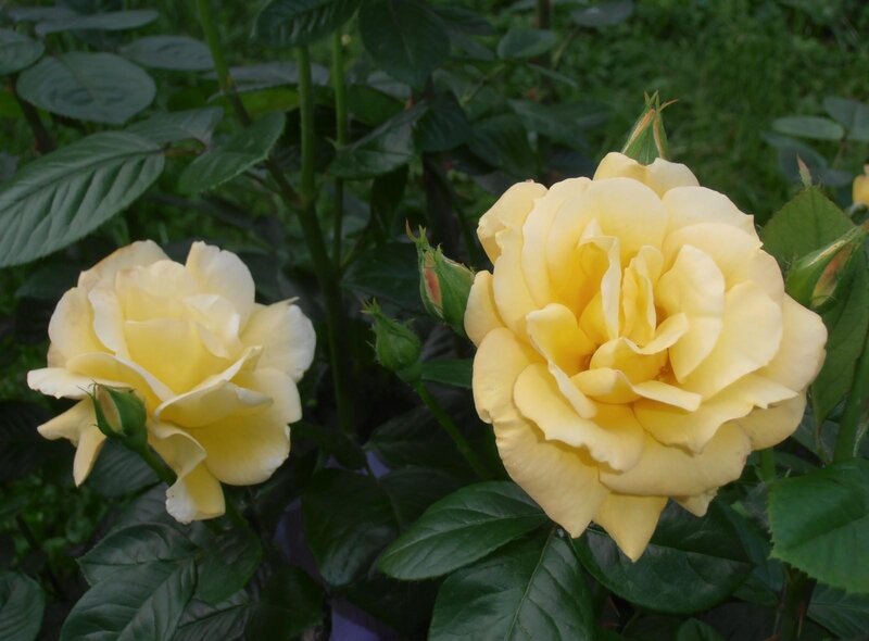 Yellow Roses in Bloom — Calm, Afternoon, Photograph, Buds, Leaves