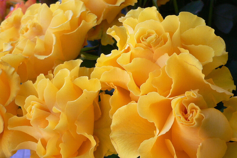 Yellow Roses in Bloom — Calm, Afternoon, Photograph, Flowers