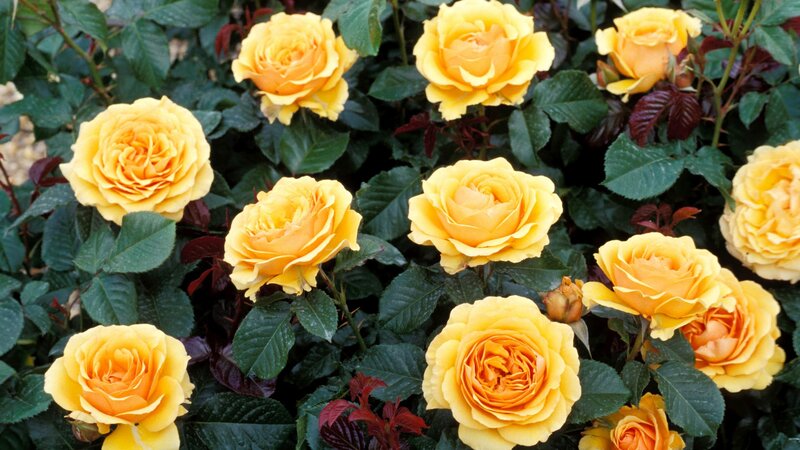 Yellow Roses in Bloom — Calm, Afternoon, Photograph, Green Leaves, Buds