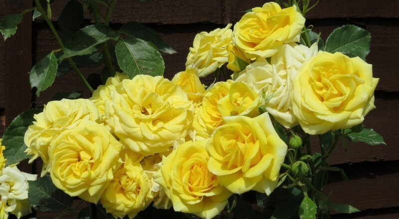 Yellow Roses in Bloom — Calm, Afternoon, Photograph, Green Leaves, Wooden Fence