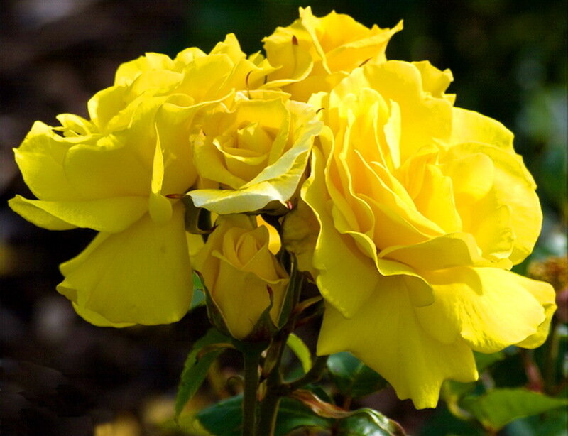 Yellow Roses in Bloom — Calm, Afternoon