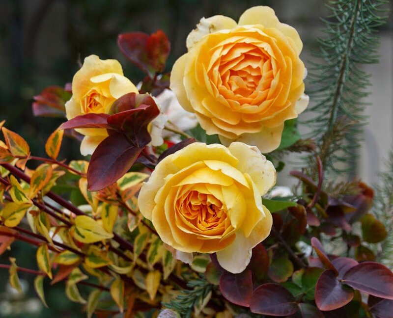 Yellow Roses in Bloom — Calm, Autumn