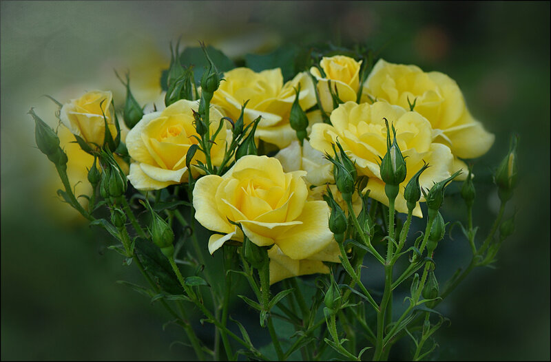 Yellow Roses in Bloom — Calm, Photograph, Buds