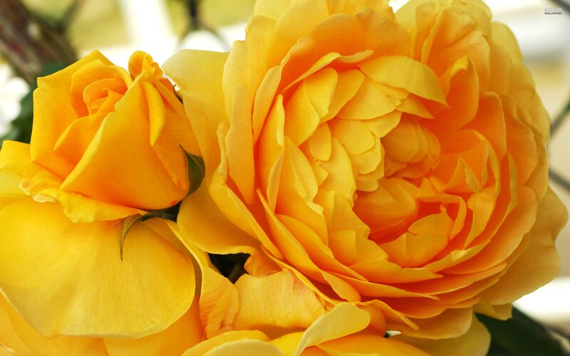 Yellow Roses in Bloom — Calm, Photograph, Flower, Petal