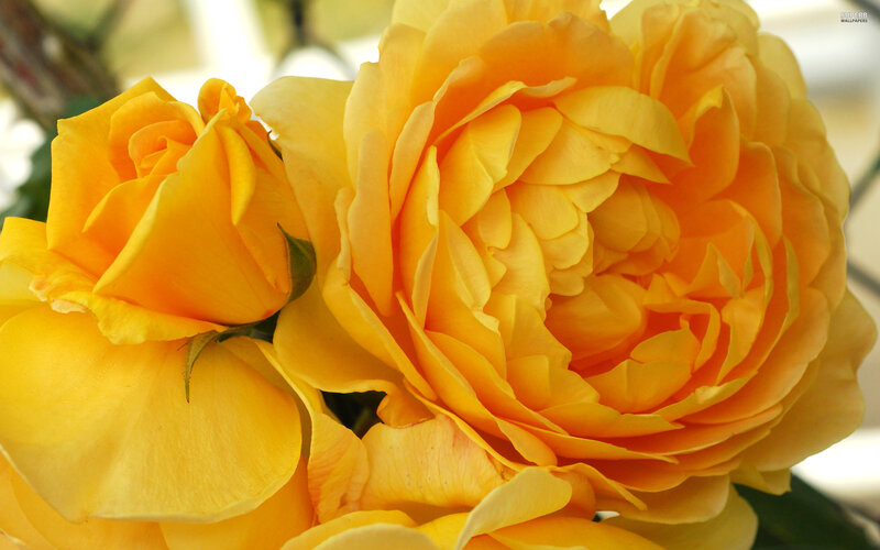 Yellow Roses in Bloom — Calm, Photograph, Flower