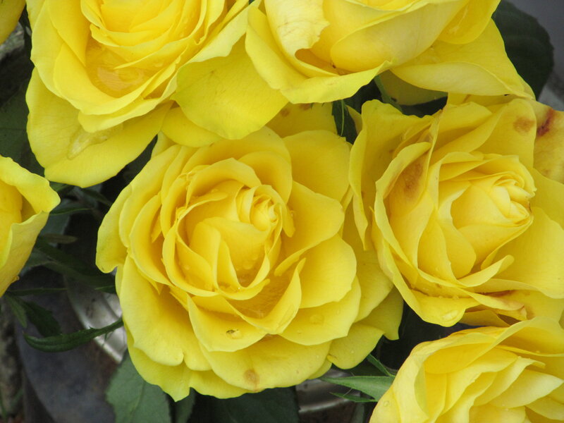 Yellow Roses in Bloom — Calm, Photograph, Flowers, Leaves