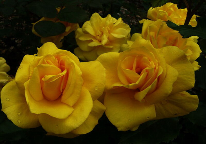 Yellow Roses in Bloom — Calm, Photograph, Flowers