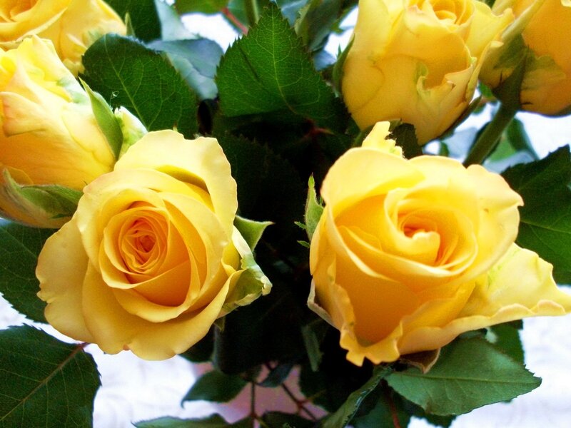 Yellow Roses in Bloom — Calm, Photograph, Green Leaves, Buds