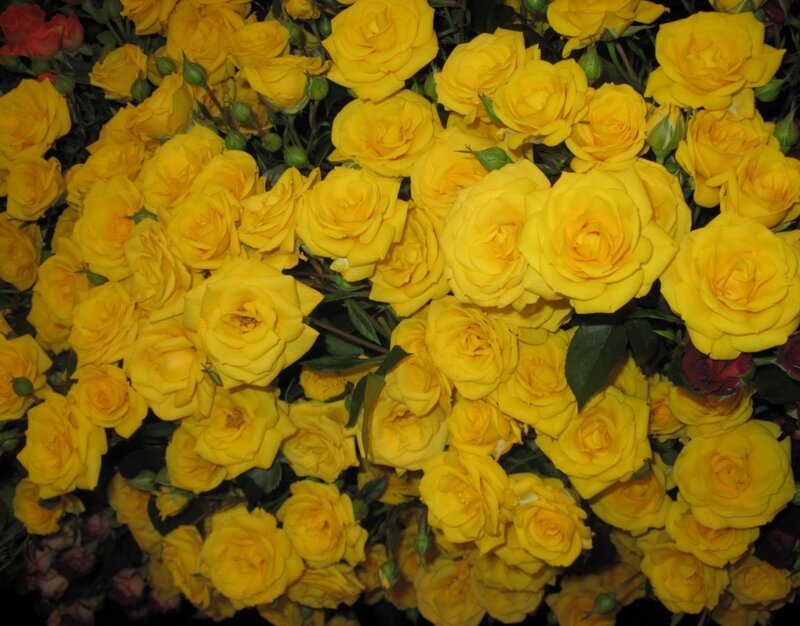 Yellow Roses in Bloom — Calm, Photograph, Green Leaves