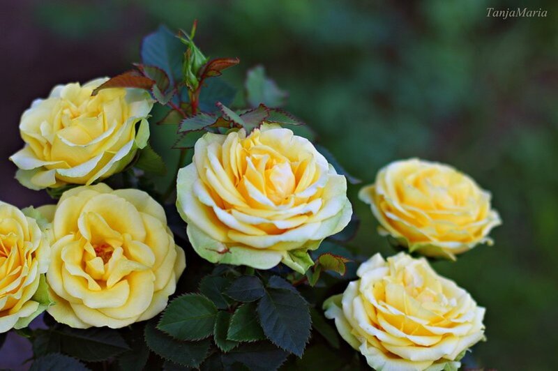 Yellow Roses in Bloom — Calm, Photograph, Leaves