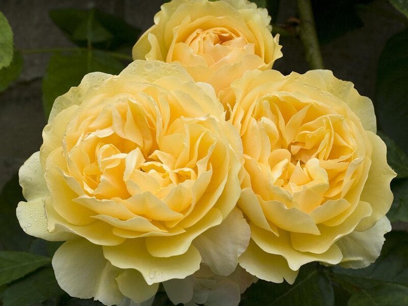 Yellow Roses in Bloom — Calm, Photograph