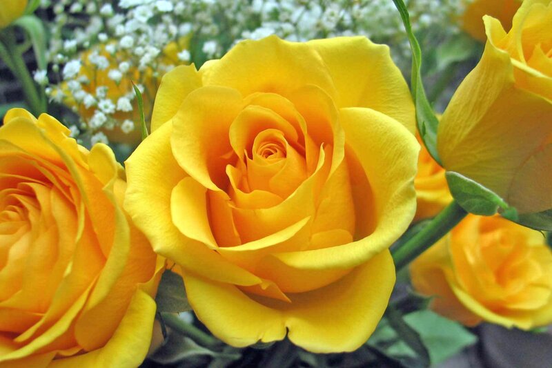 Yellow Roses in Bloom — Calm, Photograph, White Flowers