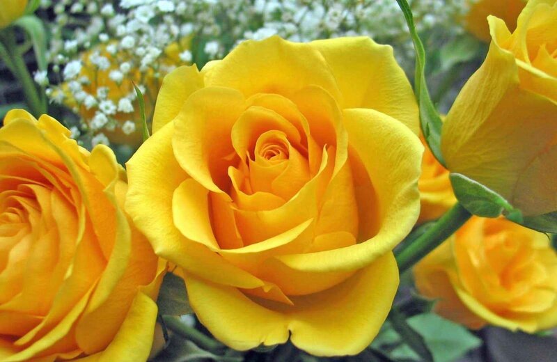 Yellow Roses in Bloom — Calm, Spring