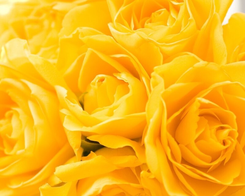 Yellow Roses in Bloom — Calm