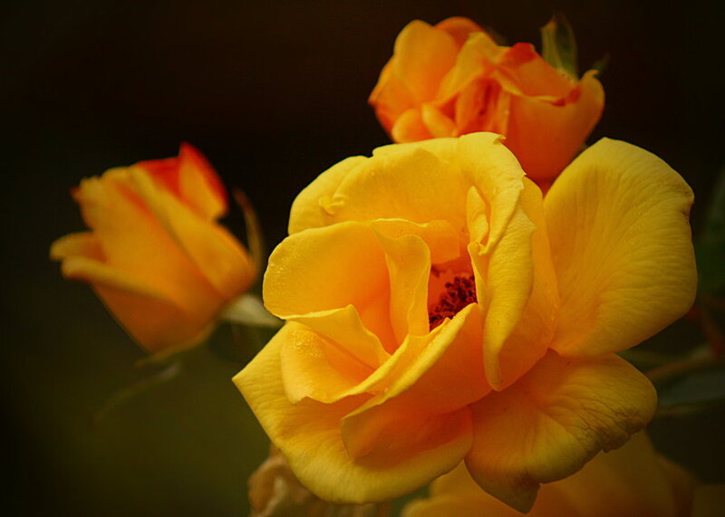 Yellow Roses in Bloom — Dramatic, Photograph, Flower