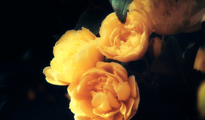 Yellow Roses in Bloom — Dramatic, Photograph, Flowers, Leaves