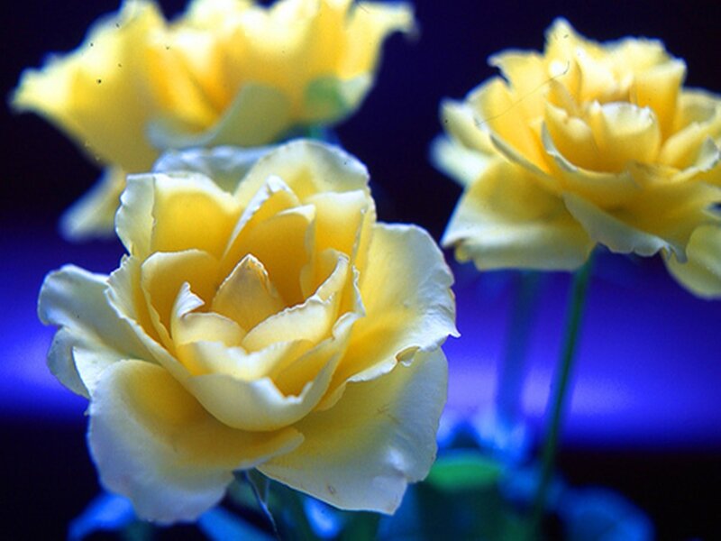 Yellow Roses in Bloom — Dramatic, Photograph, Flowers, Stems