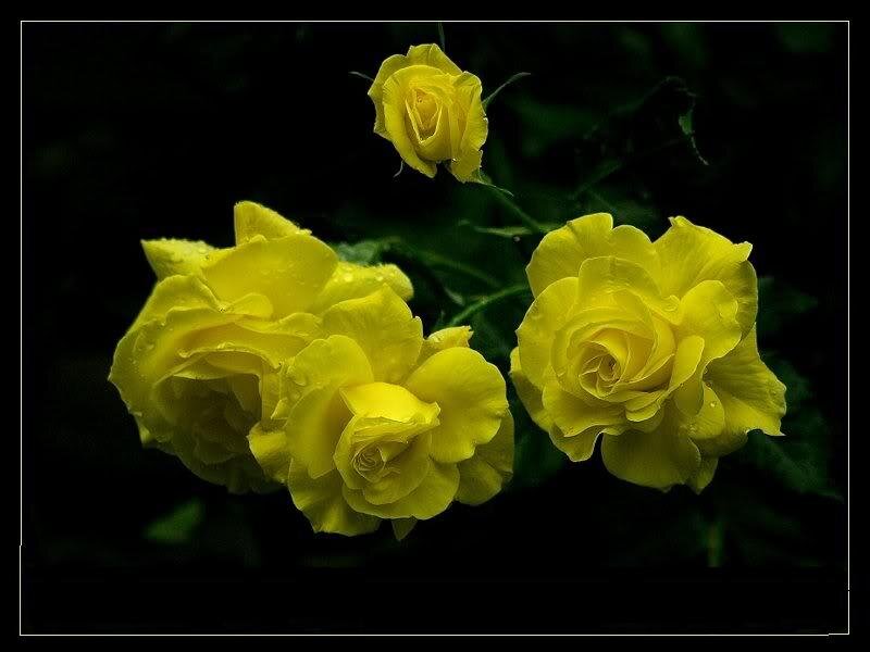 Yellow Roses in Bloom — Dramatic, Photograph, Flowers