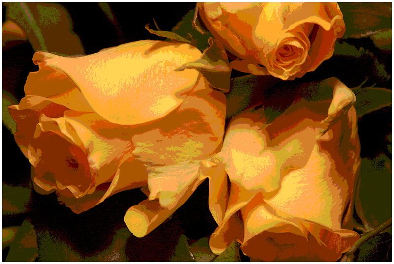 Yellow Roses in Bloom — Dramatic, Photograph, Leaves