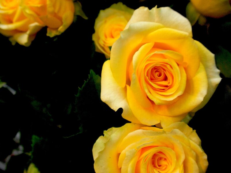 Yellow Roses in Bloom — Dramatic, Photograph