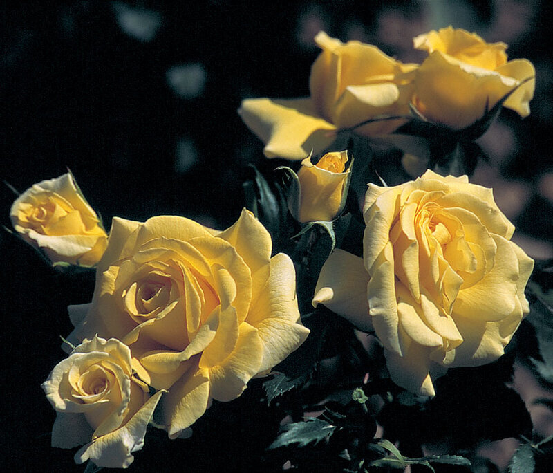 Yellow Roses in Bloom — Dramatic