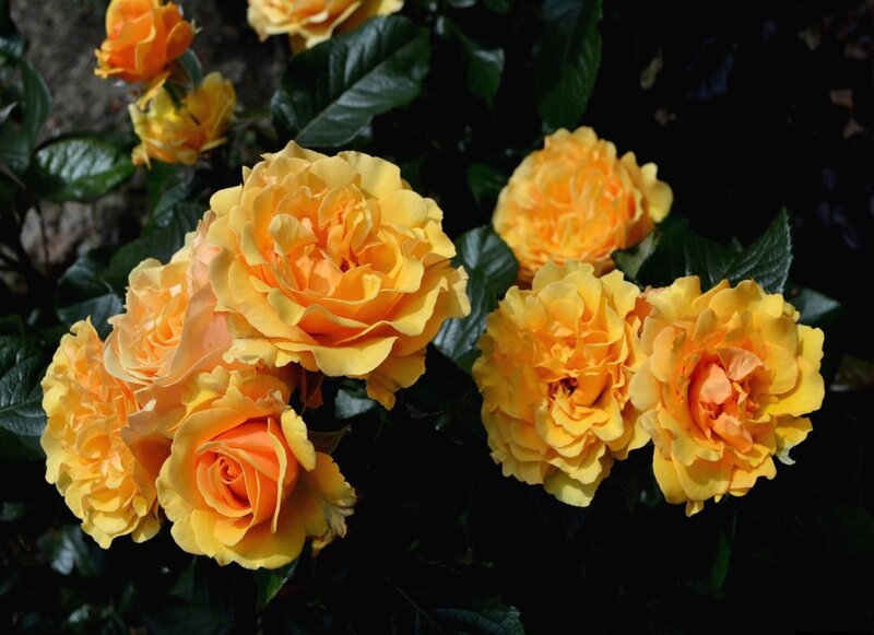 Yellow Roses in Bloom — Natural, Afternoon