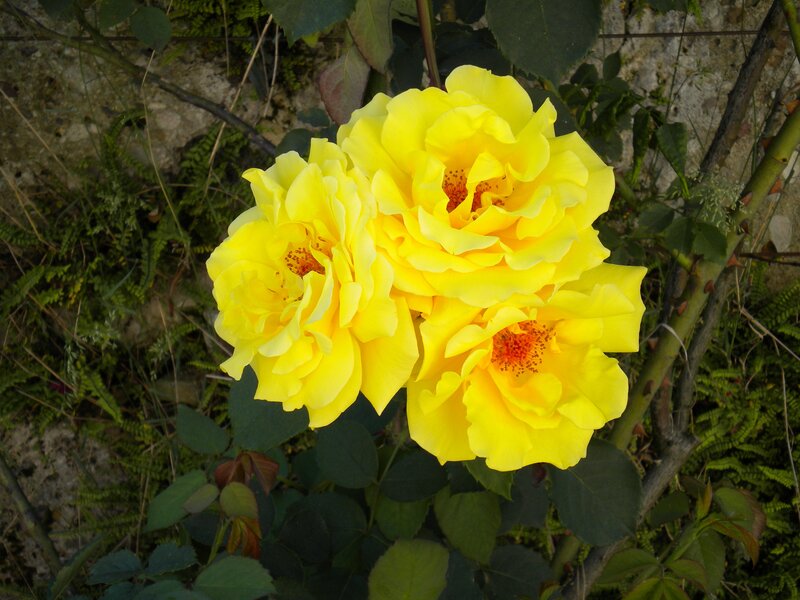 Yellow Roses in Bloom — Natural