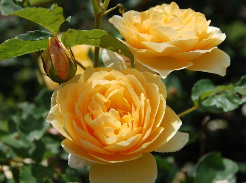 Yellow Roses in Bloom — Serene, Afternoon, Photograph, Buds