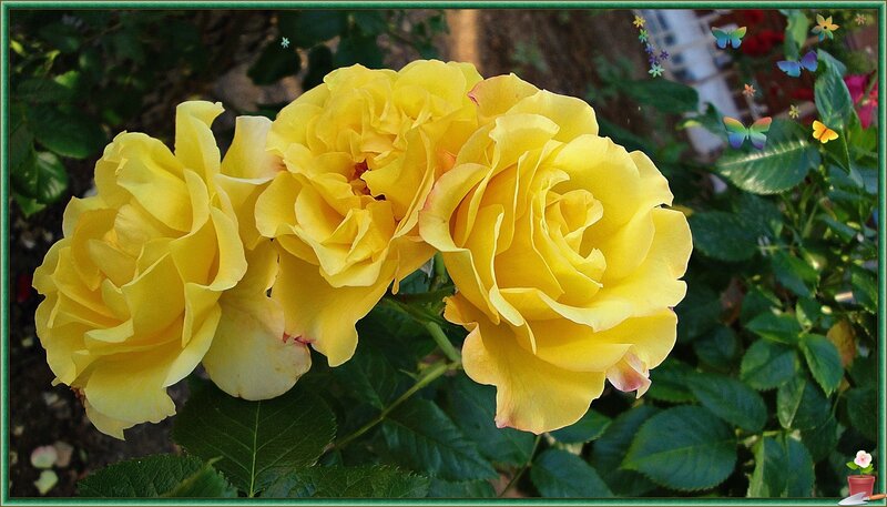 Yellow Roses in Bloom — Serene, Afternoon, Photograph, Butterflies