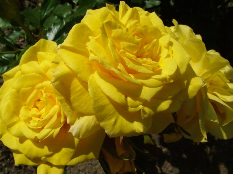 Yellow Roses in Bloom — Serene, Afternoon, Photograph, Flowers