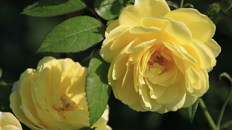 Yellow Roses in Bloom — Serene, Afternoon, Photograph, Leaves