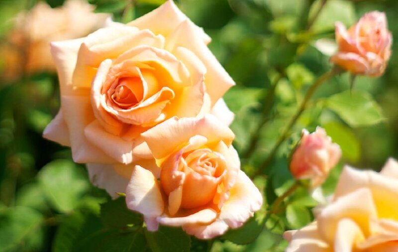 Yellow Roses in Bloom — Serene, Afternoon