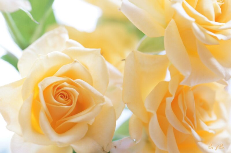 Yellow Roses in Bloom — Serene, Morning