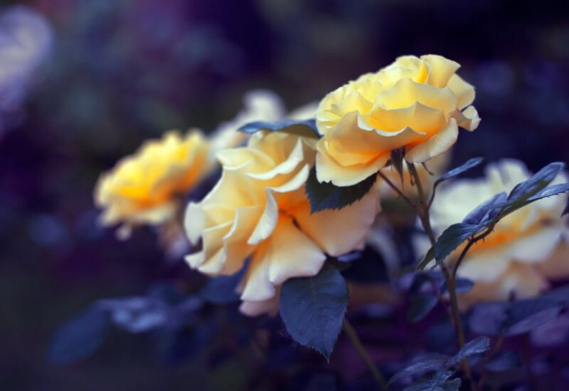 Yellow Roses in Bloom — Serene, Night